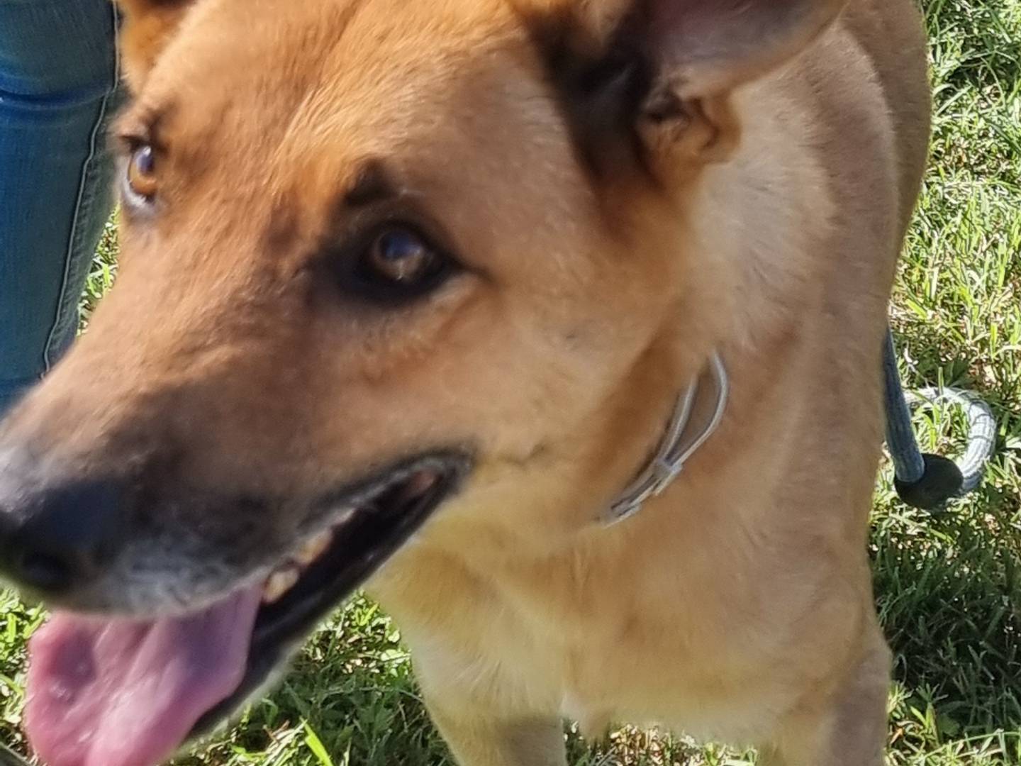 Adotta un cane, maschio, 8 anni e 6 mesi, Pavia