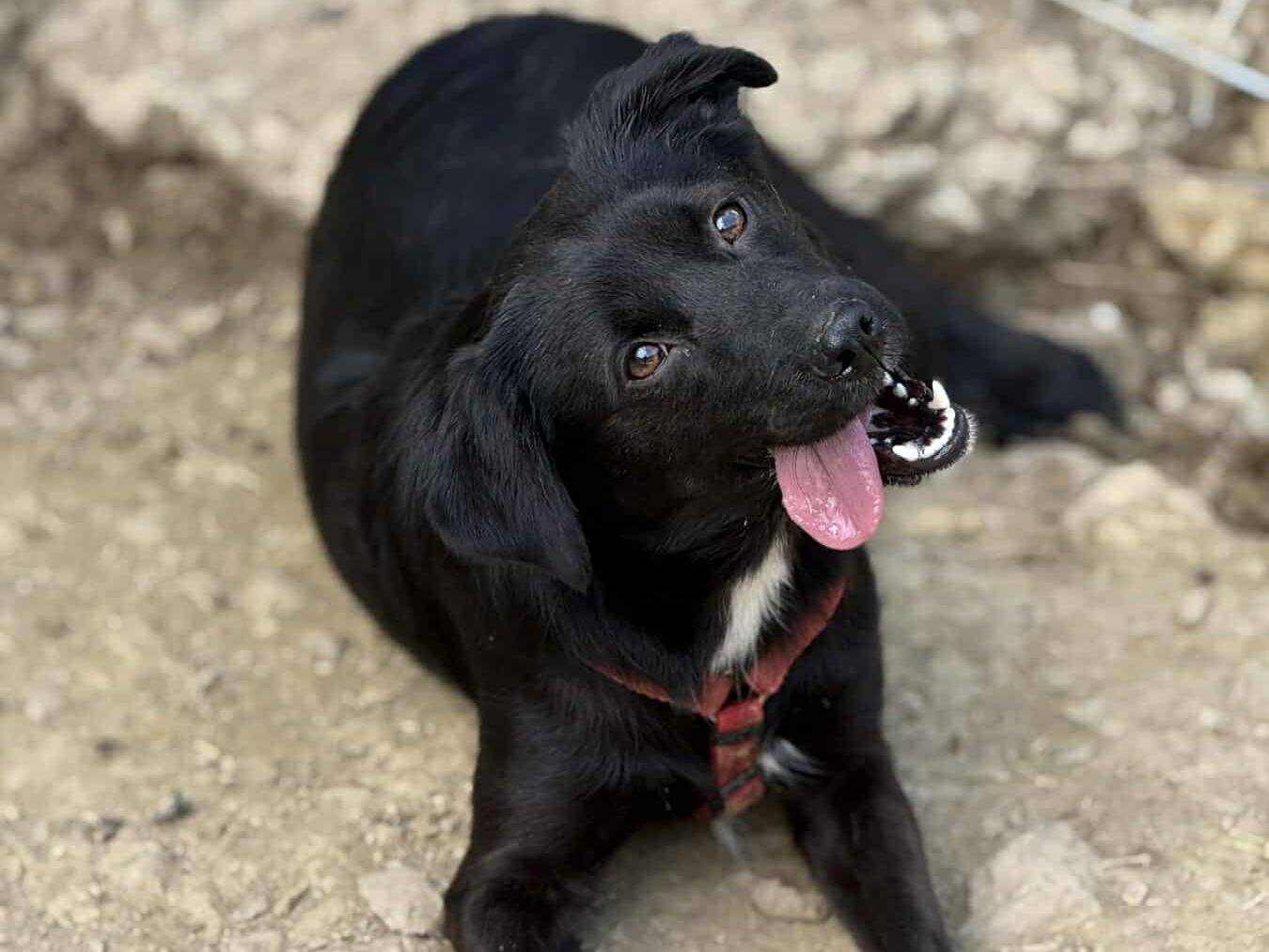 Adozione cane, femmina, Razza sconosciuta Razza sconosciuta, 1 anno e 9 mesi, taglia media contenuta, Firenze