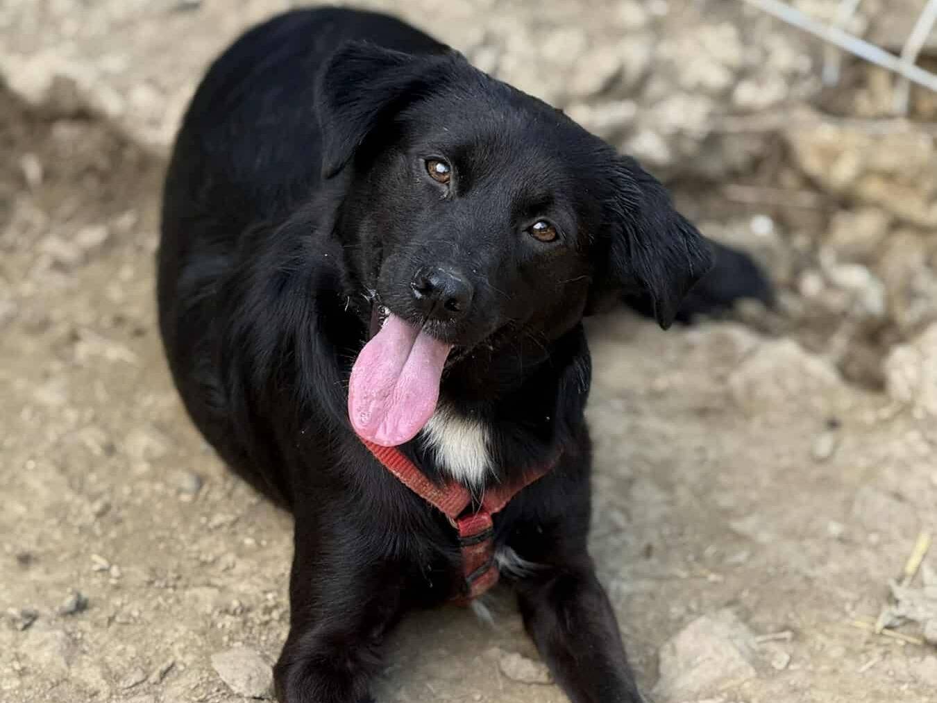 Adotta un cane, femmina, 1 anno e 9 mesi, Firenze