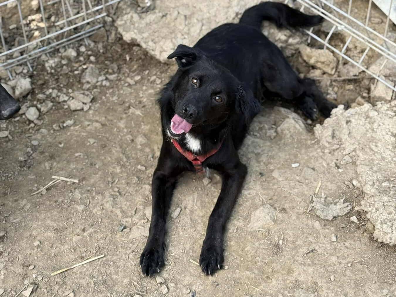 Adotta un cane, taglia media contenuta, femmina, Firenze