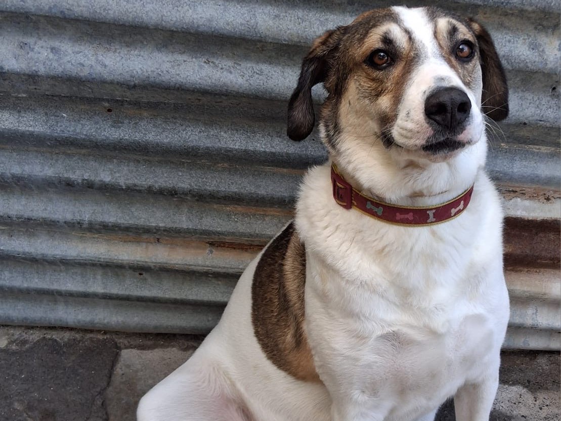 Adozione cane, maschio, Bovaro Del Bernese Razza sconosciuta, 3 anni e 11 mesi, taglia grande, Bolzano
