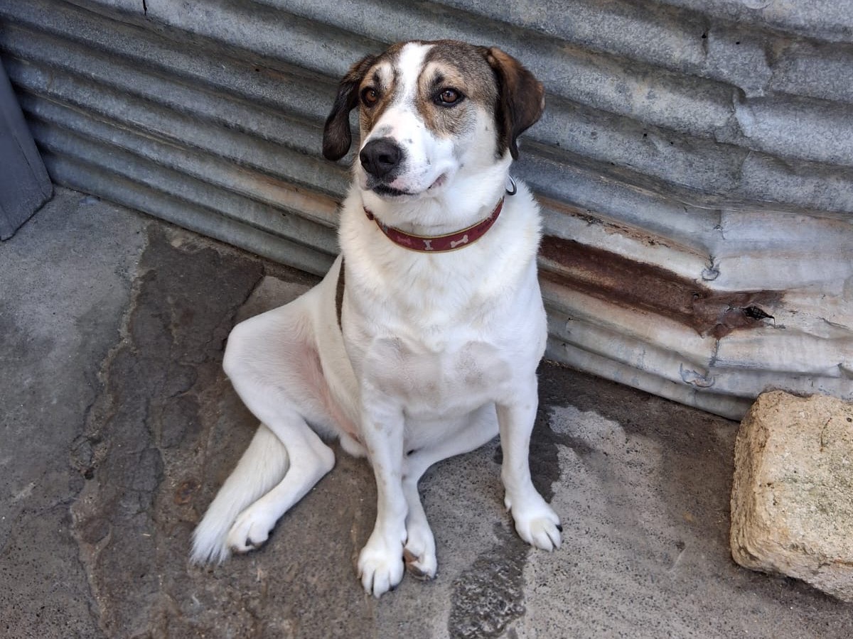 Adotta un cane, maschio, 3 anni e 11 mesi, Bolzano