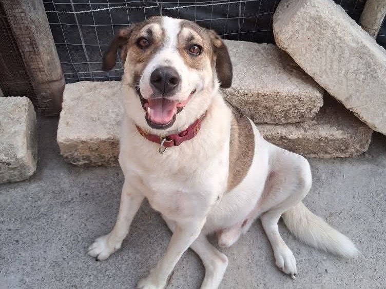 Adotta un cane, taglia grande, maschio, Bolzano