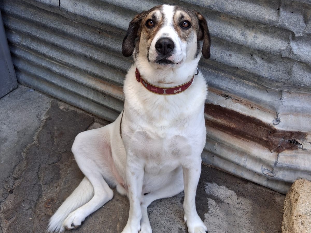 Vuoi adottare un cane a Bolzano?