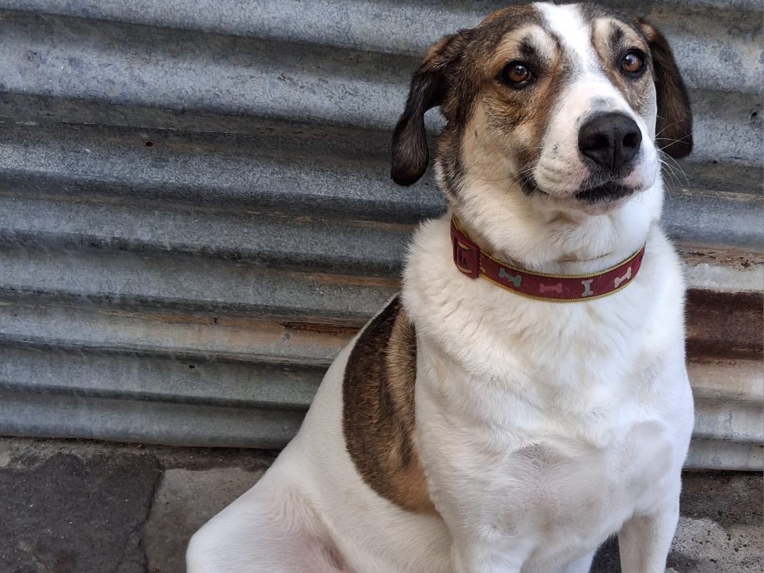 Adotta il cane Libero a Bolzano