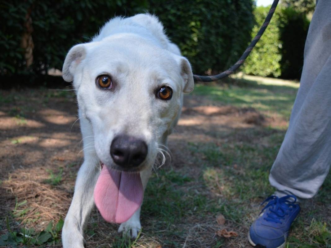 Adotta un cane, femmina, 1 anno e 6 mesi, Roma