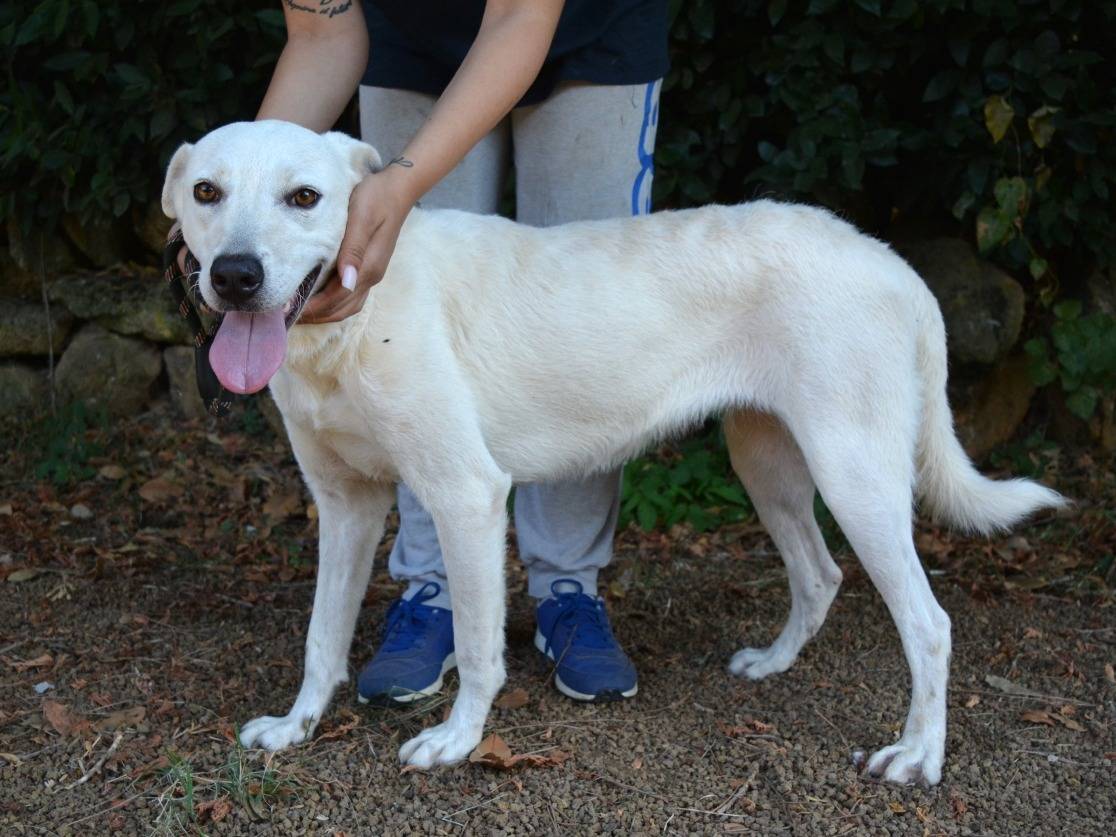 Adotta un cane, taglia media, femmina, Roma