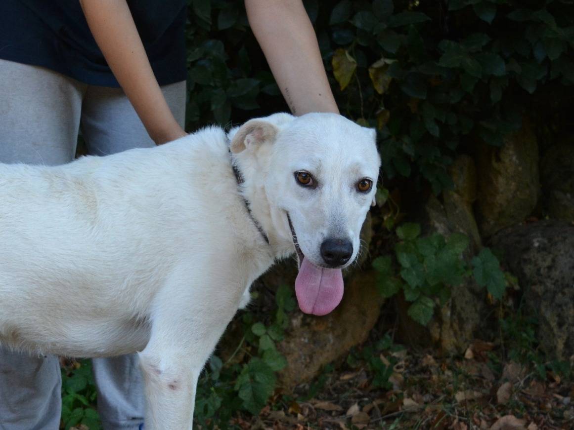 Vuoi adottare un cane a Roma?