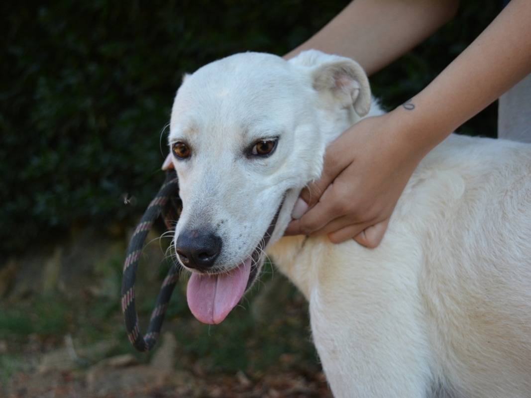 Adotta il cane Dafnielle  a Roma