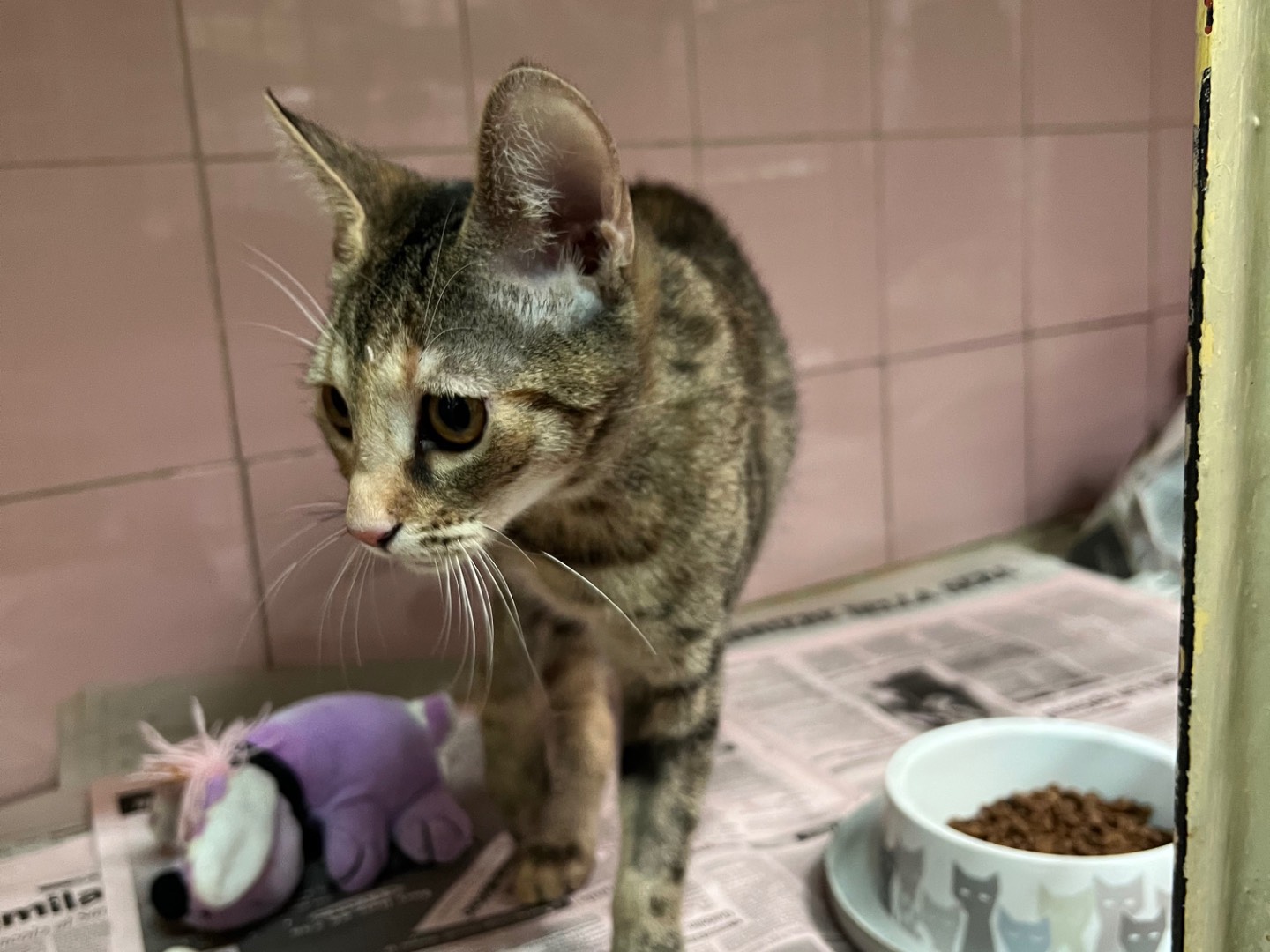 Vuoi adottare un gatto a Milano?