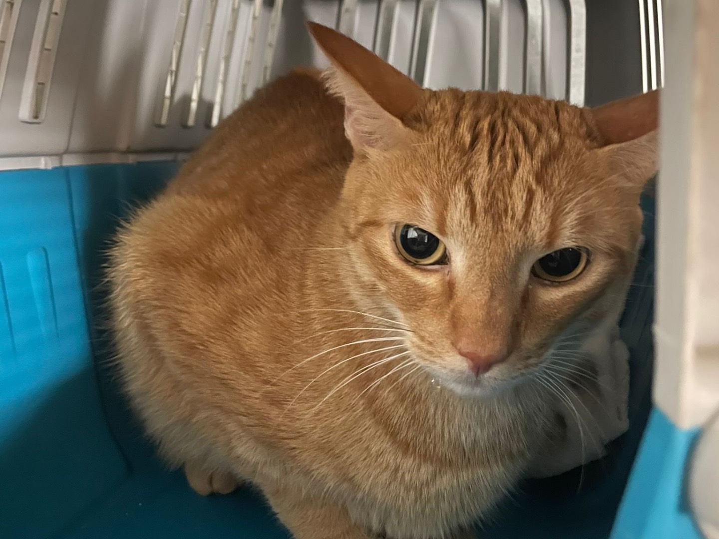 Adozione gatto, maschio, Razza sconosciuta Razza sconosciuta, 6 anni e 4 mesi, taglia non valida, Milano