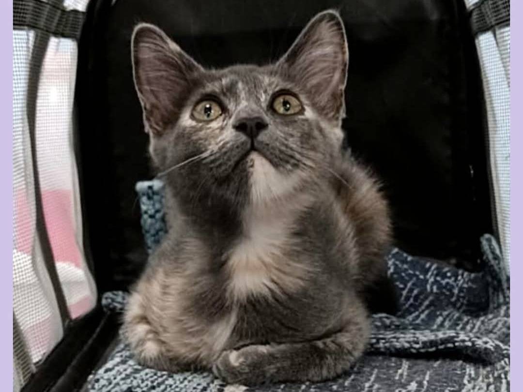 Adozione gatto, femmina, Razza sconosciuta Razza sconosciuta, 3 mesi, taglia non valida, Torino