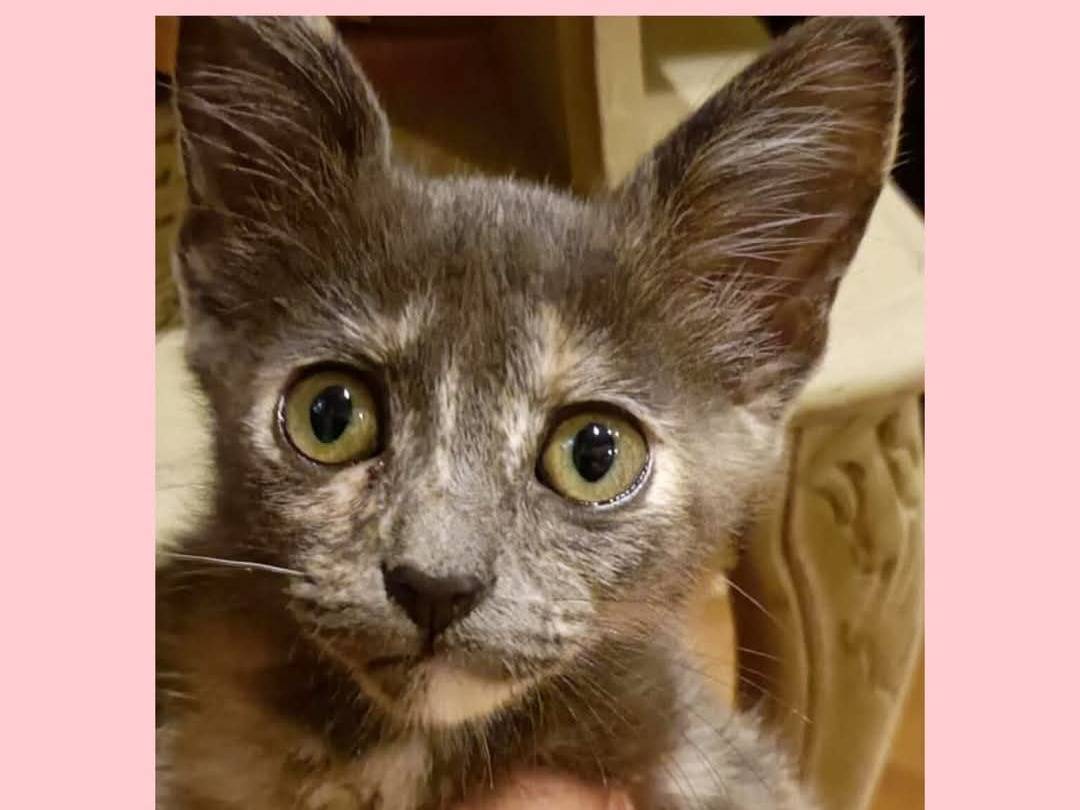 Adotta un gatto, femmina, 3 mesi, Torino