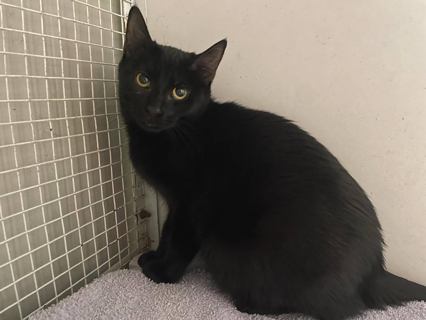 Vuoi adottare un gatto a Terni?