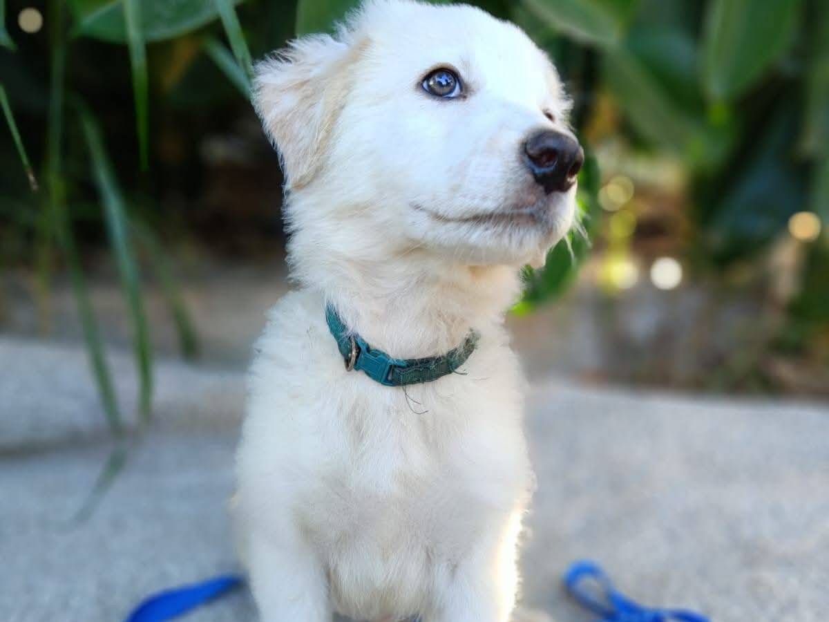 Adozione cane, maschio, Razza sconosciuta Razza sconosciuta, 3 mesi, taglia media, Siracusa