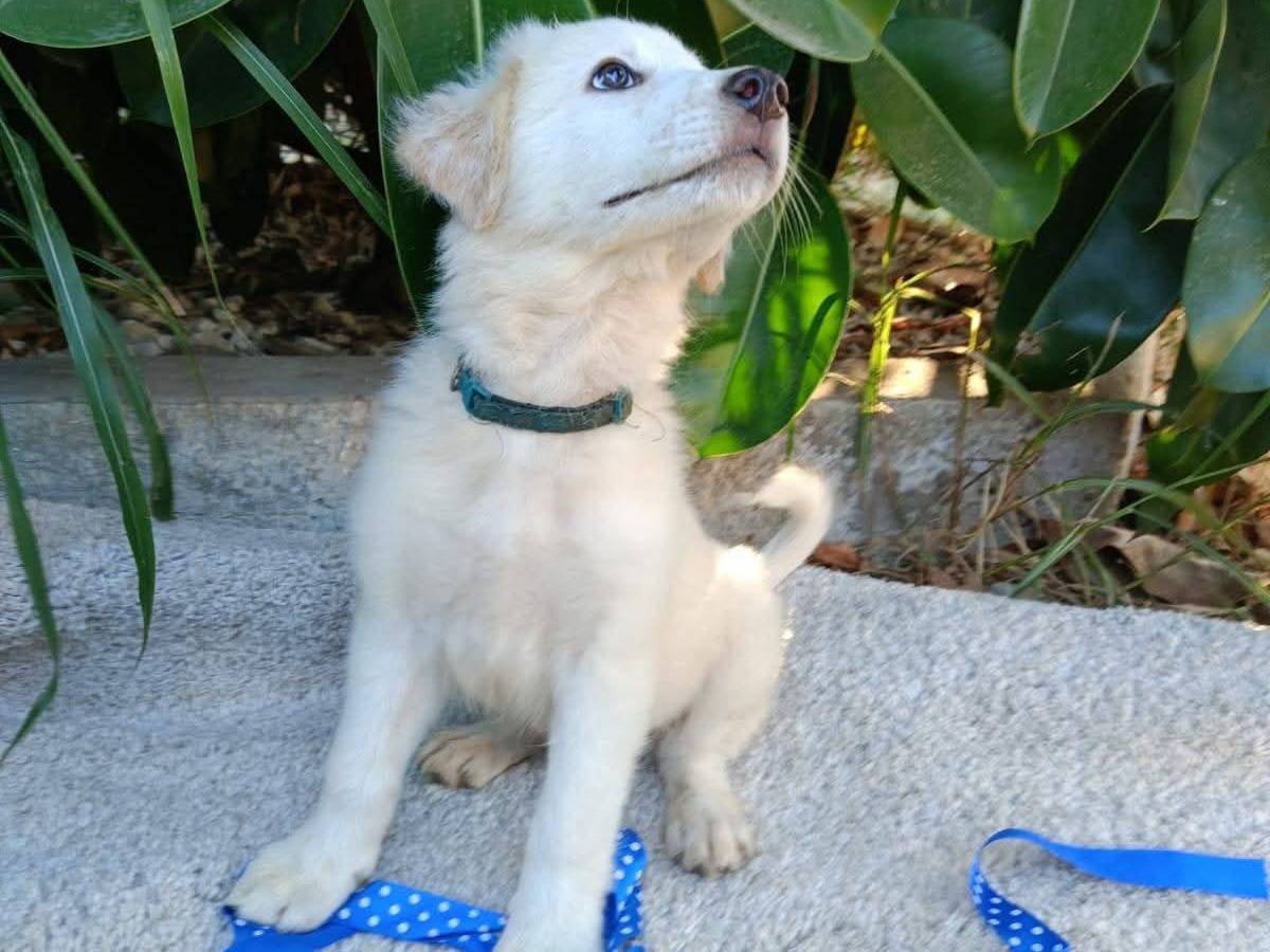 Adotta un cane, maschio, 3 mesi, Siracusa