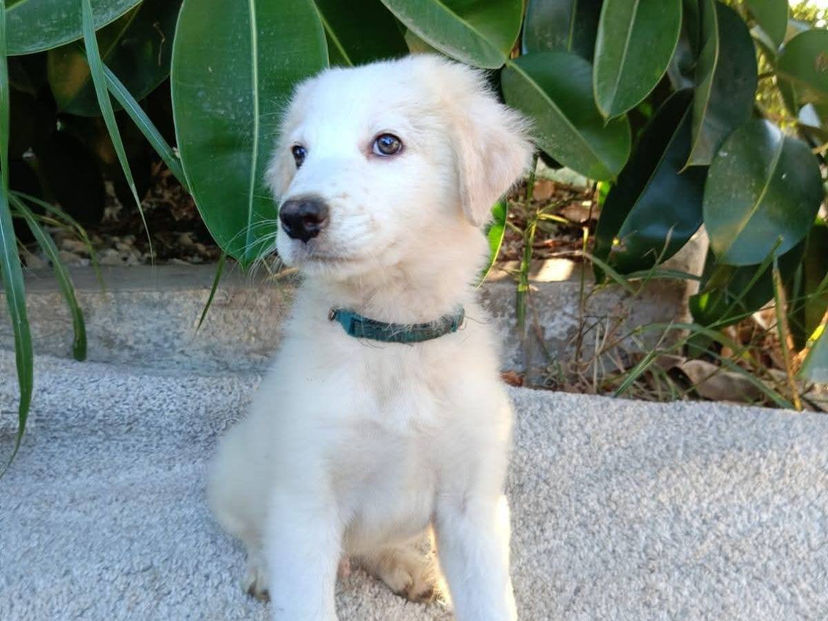 Vuoi adottare un cane a Siracusa?
