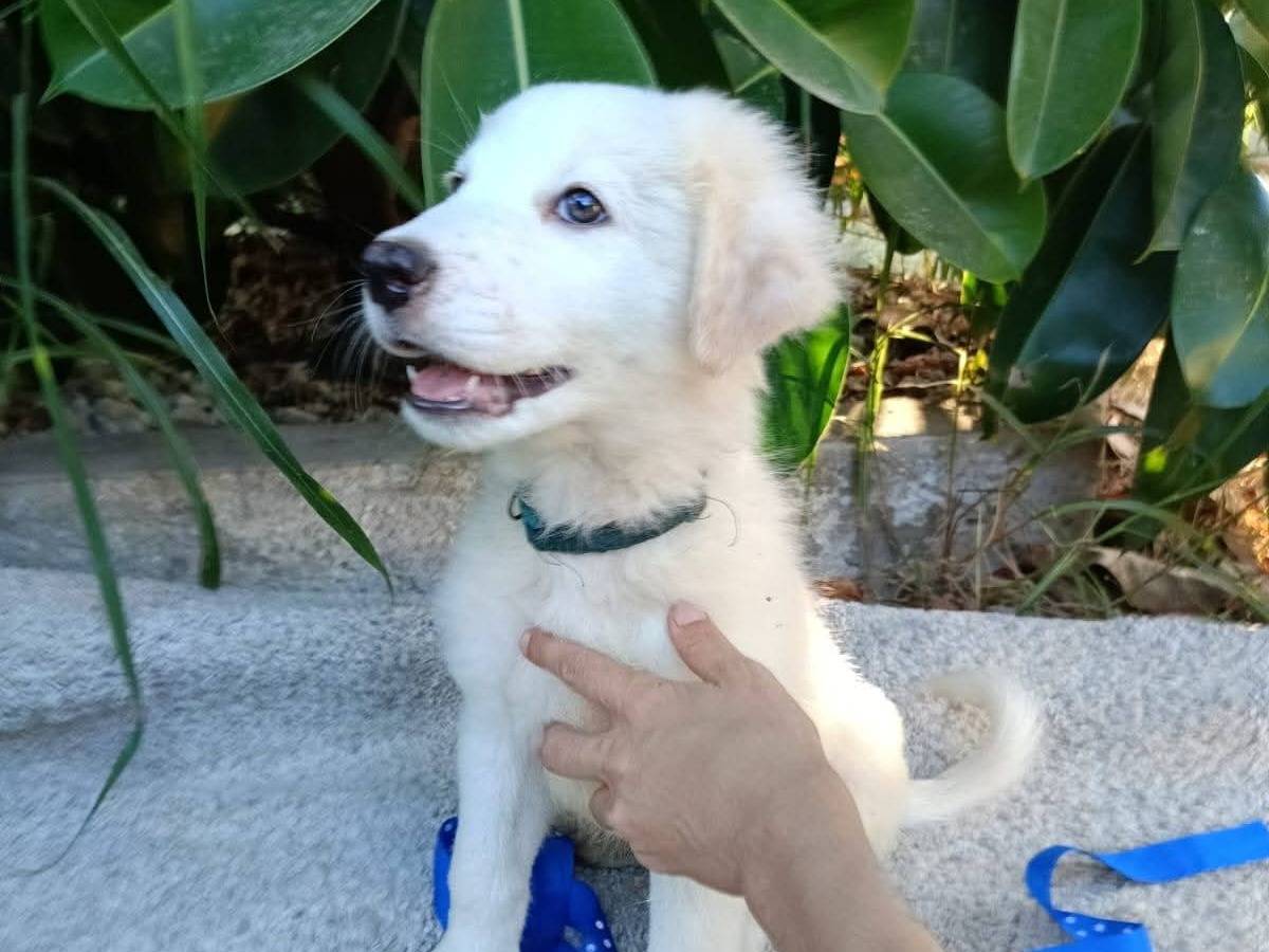 Adotta il cane Apollo a Siracusa