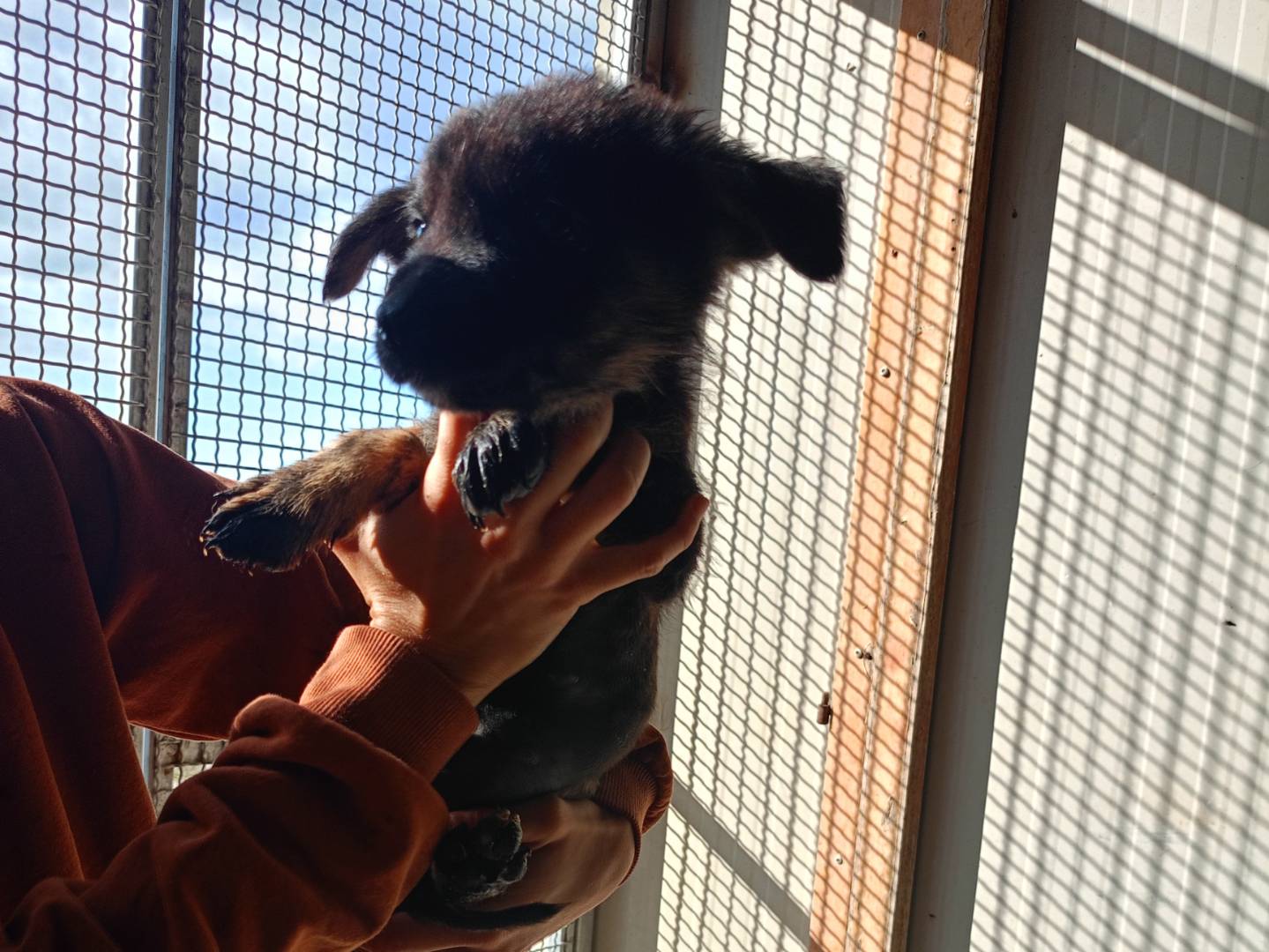 Adozione cane, femmina, Razza sconosciuta Razza sconosciuta, 3 mesi, taglia media, Ragusa