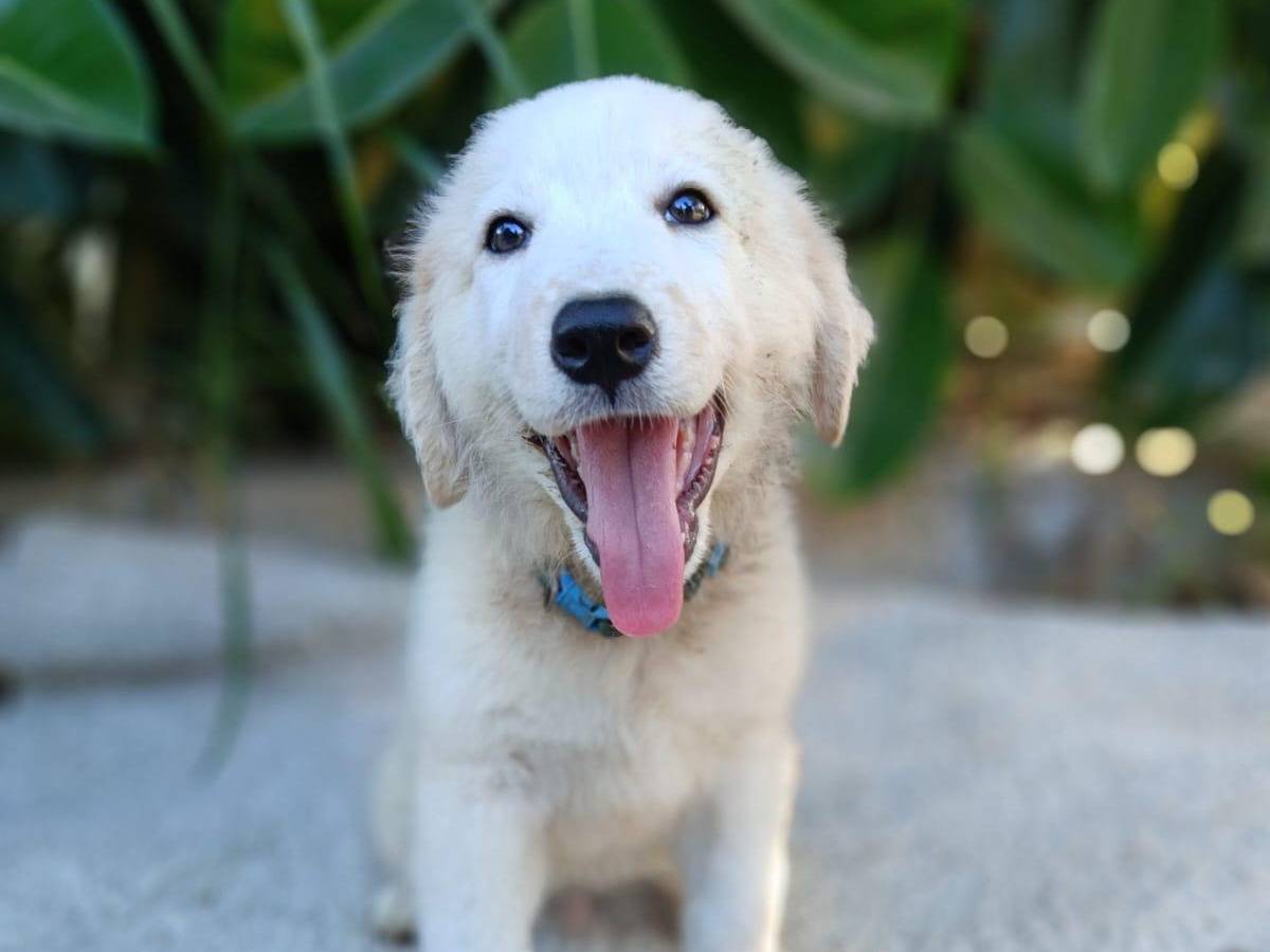 Vuoi adottare un cane a Siracusa?
