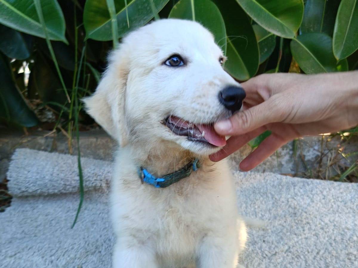 Adotta il cane Jimmy  a Siracusa