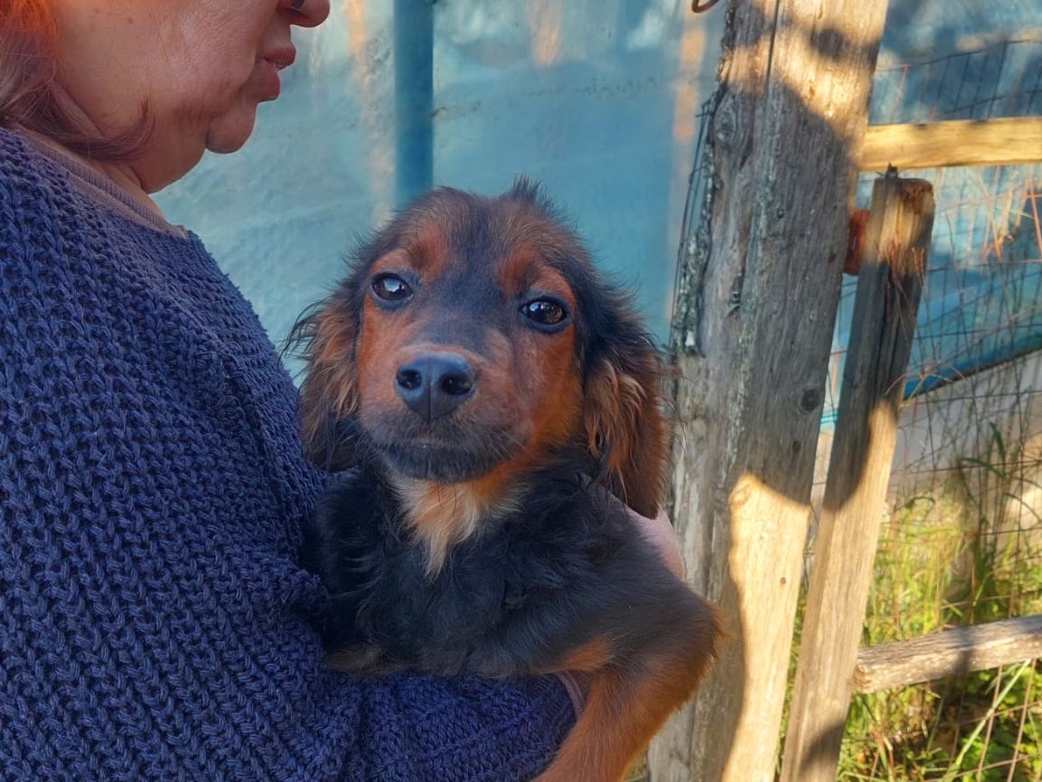 Adozione cane, maschio, Razza sconosciuta Razza sconosciuta, 8 mesi, taglia media contenuta, Salerno