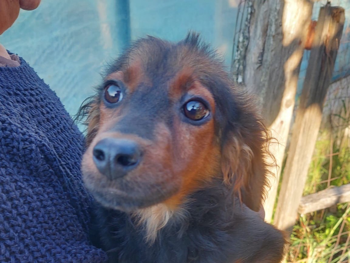 Adotta un cane, maschio, 8 mesi, Salerno