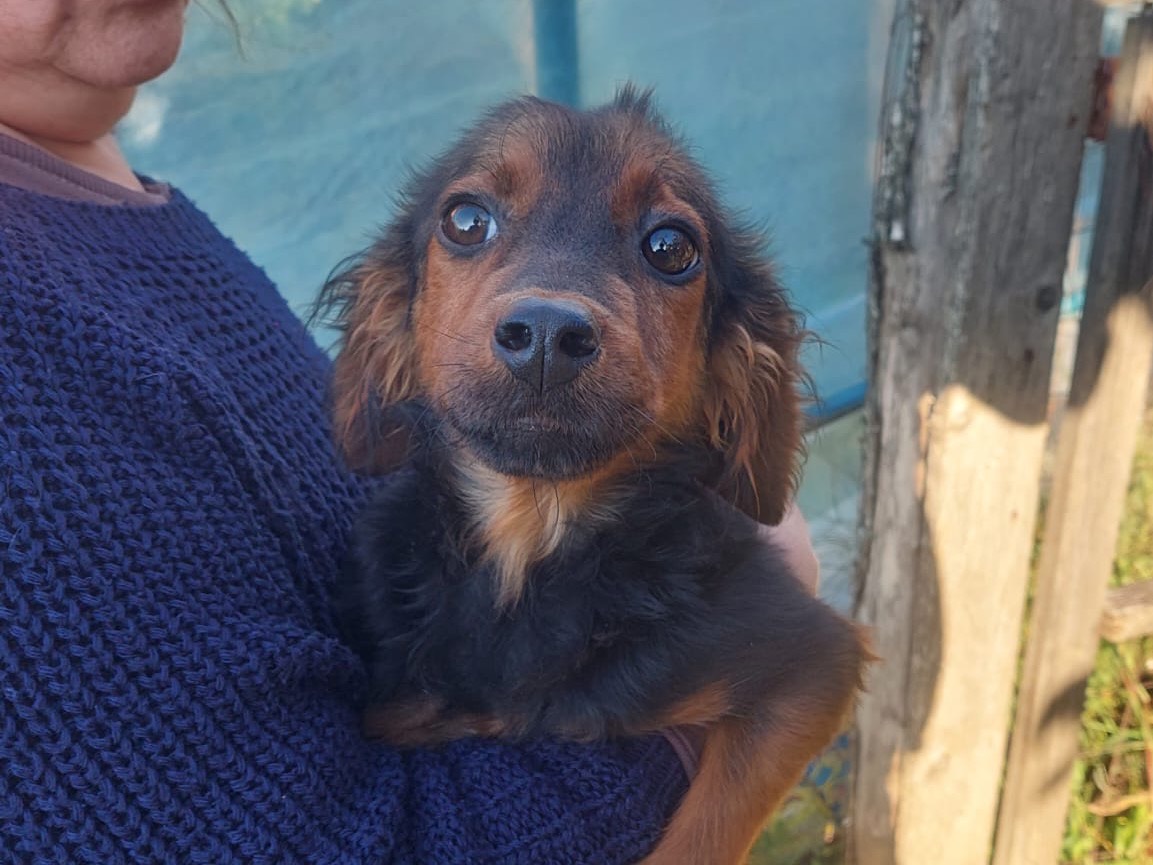 Adotta un cane, taglia media contenuta, maschio, Salerno