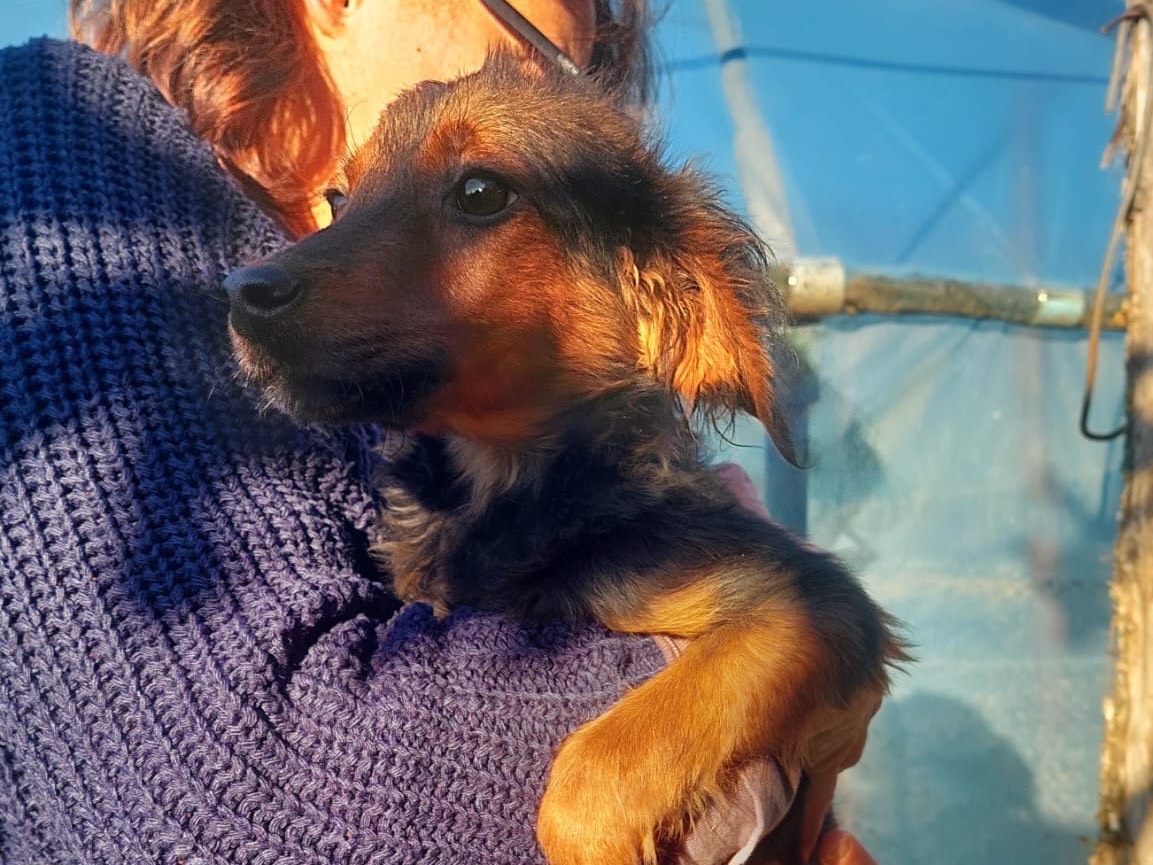 Vuoi adottare un cane a Salerno?