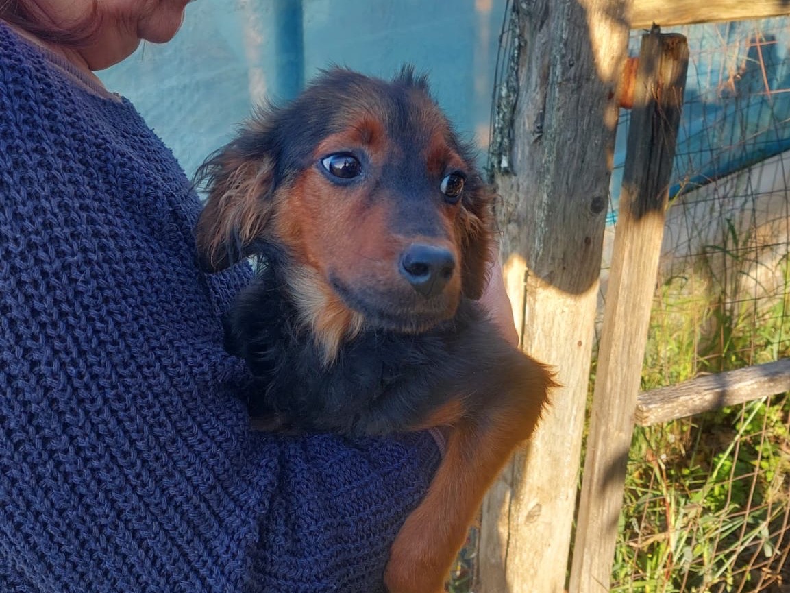 Adotta il cane Albano a Salerno
