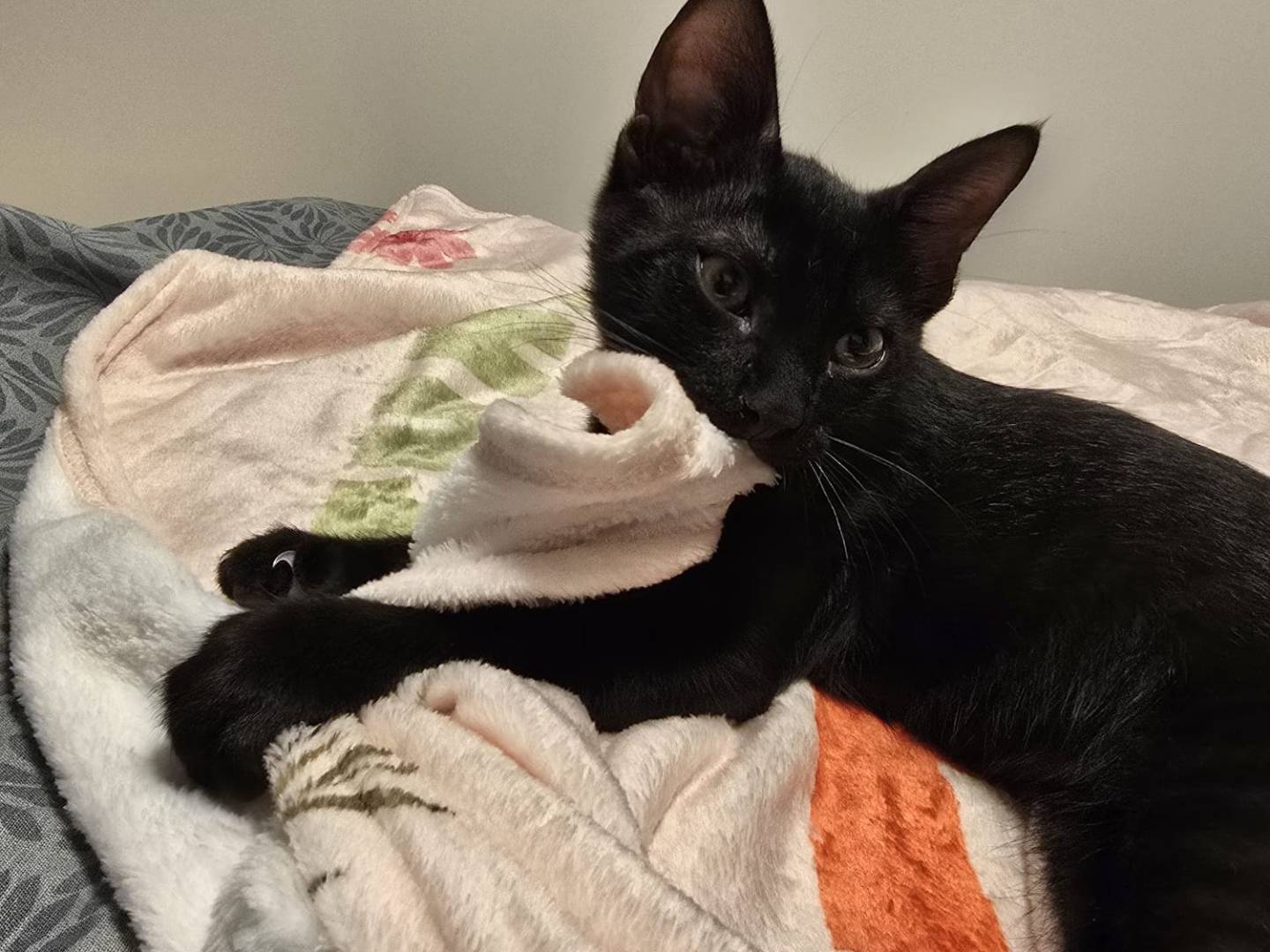 Adozione gatto, maschio, Razza sconosciuta Razza sconosciuta, 5 mesi, taglia non valida, Trieste