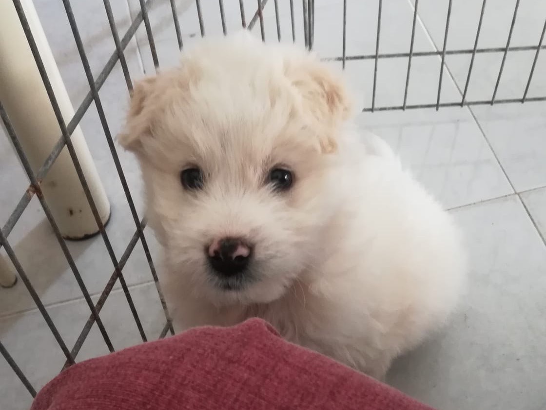 Adozione cane, maschio, Razza sconosciuta Razza sconosciuta, 2 mesi, taglia grande, Salerno
