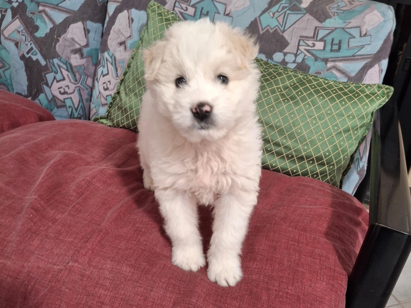 Adotta un cane, maschio, 2 mesi, Salerno