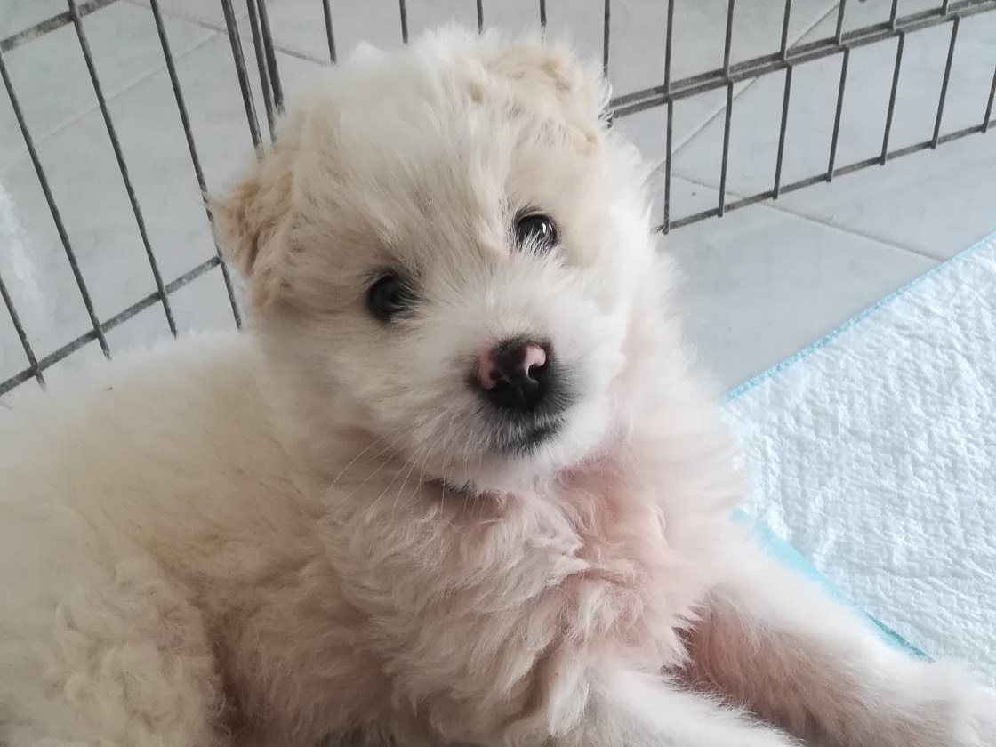 Adotta un cane, taglia grande, maschio, Salerno