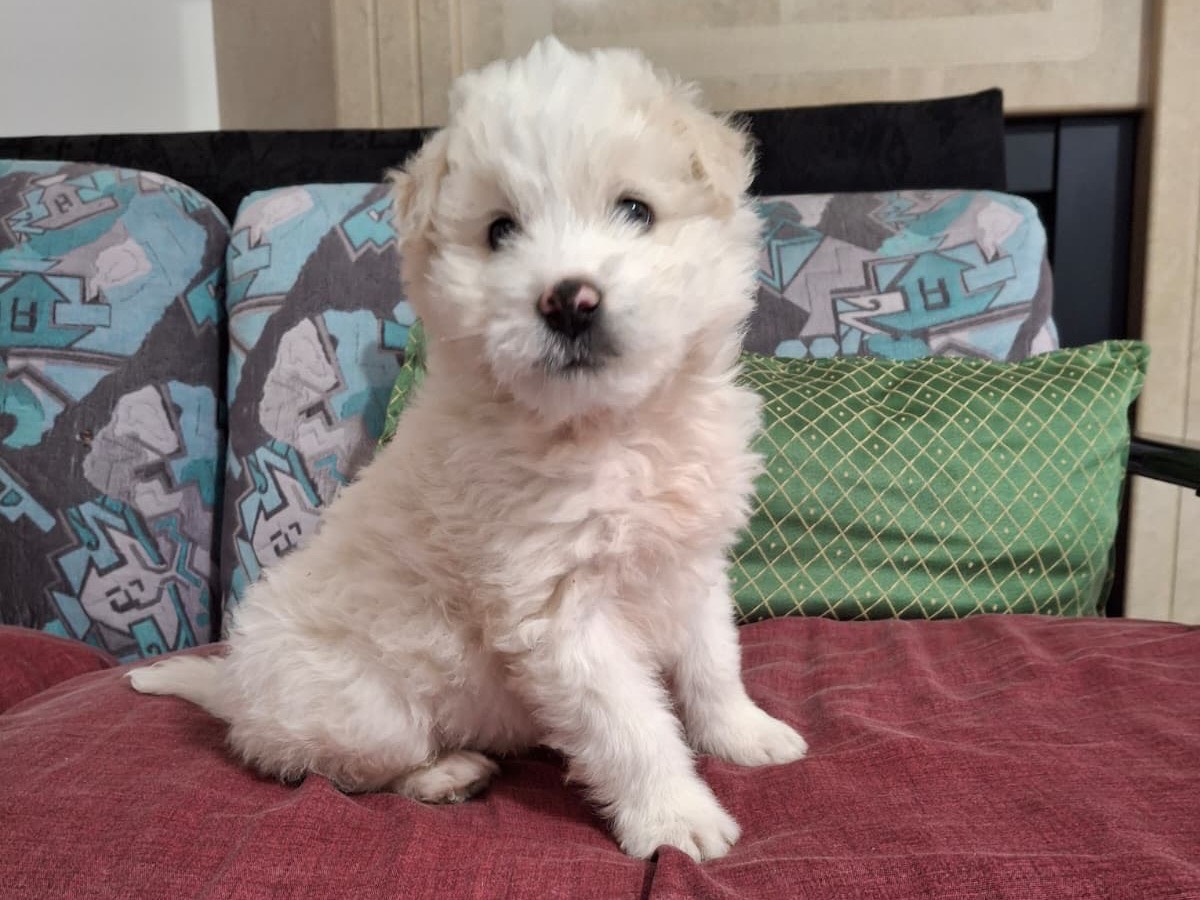 Vuoi adottare un cane a Salerno?