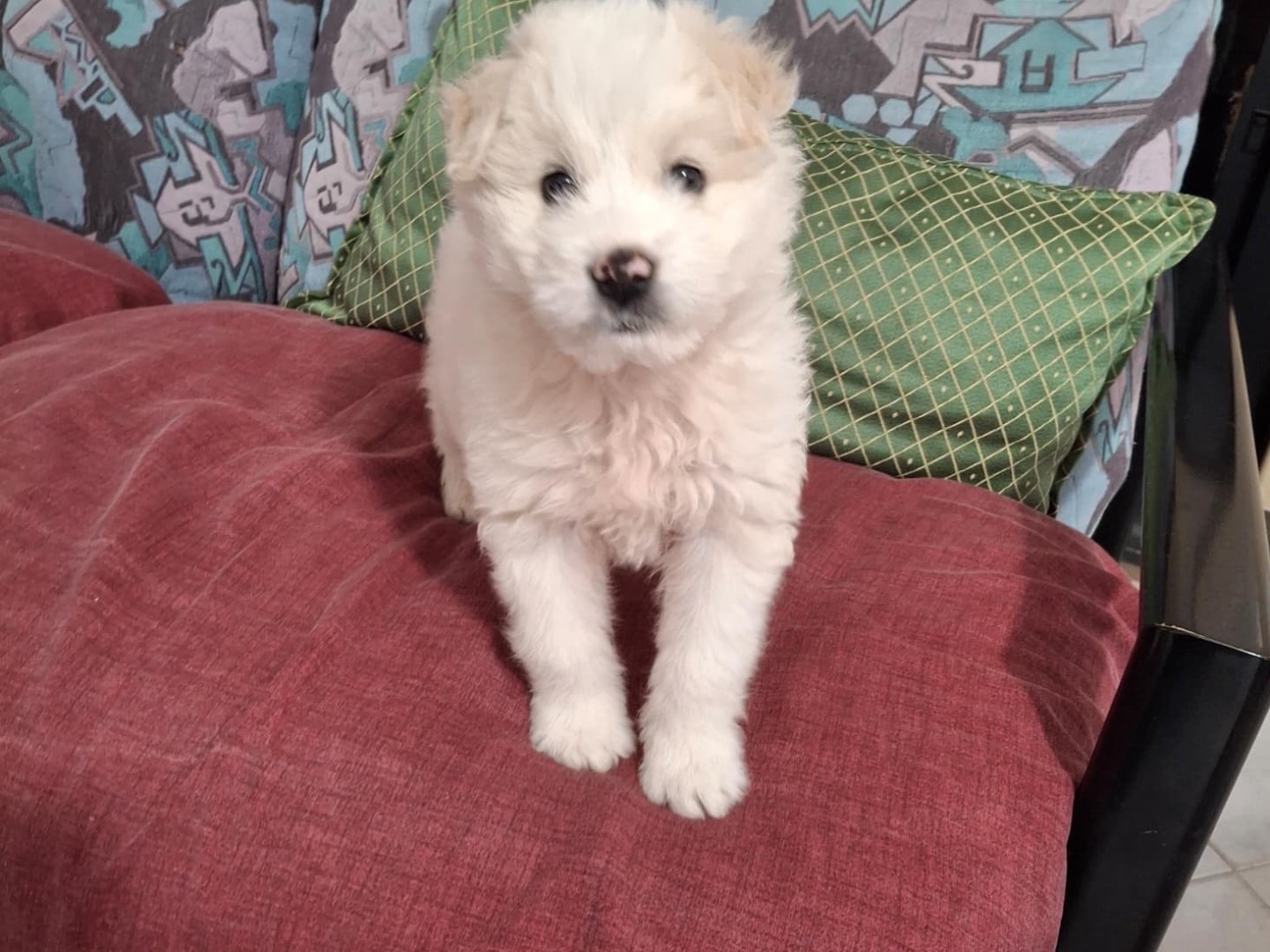 Adotta il cane Leon a Salerno