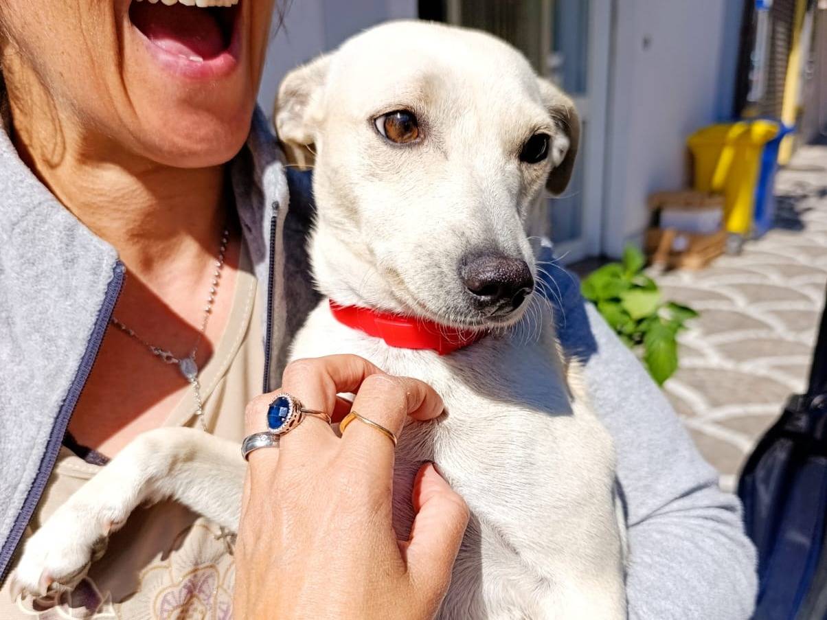 Adozione cane, femmina, Razza sconosciuta Razza sconosciuta, 2 anni e 5 mesi, taglia piccola, Catanzaro