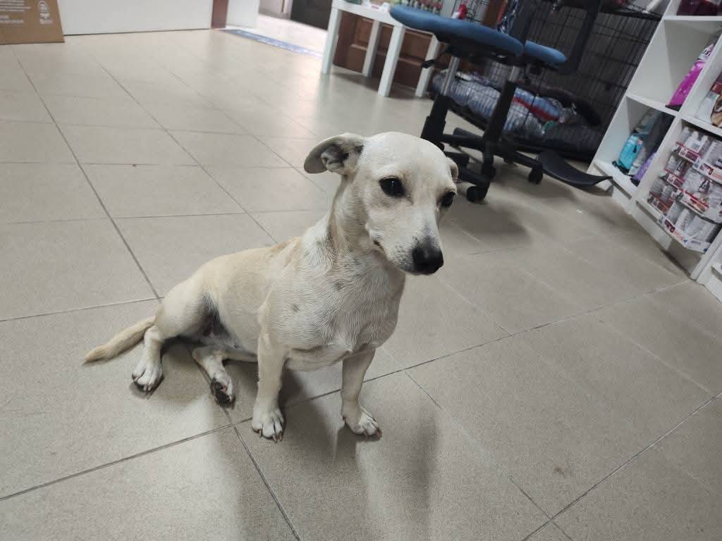Adotta un cane, femmina, 2 anni e 5 mesi, Catanzaro