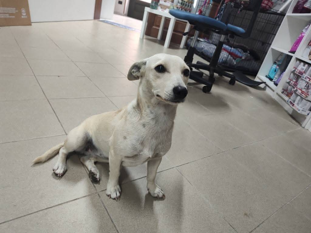 Adotta un cane, taglia piccola, femmina, Catanzaro