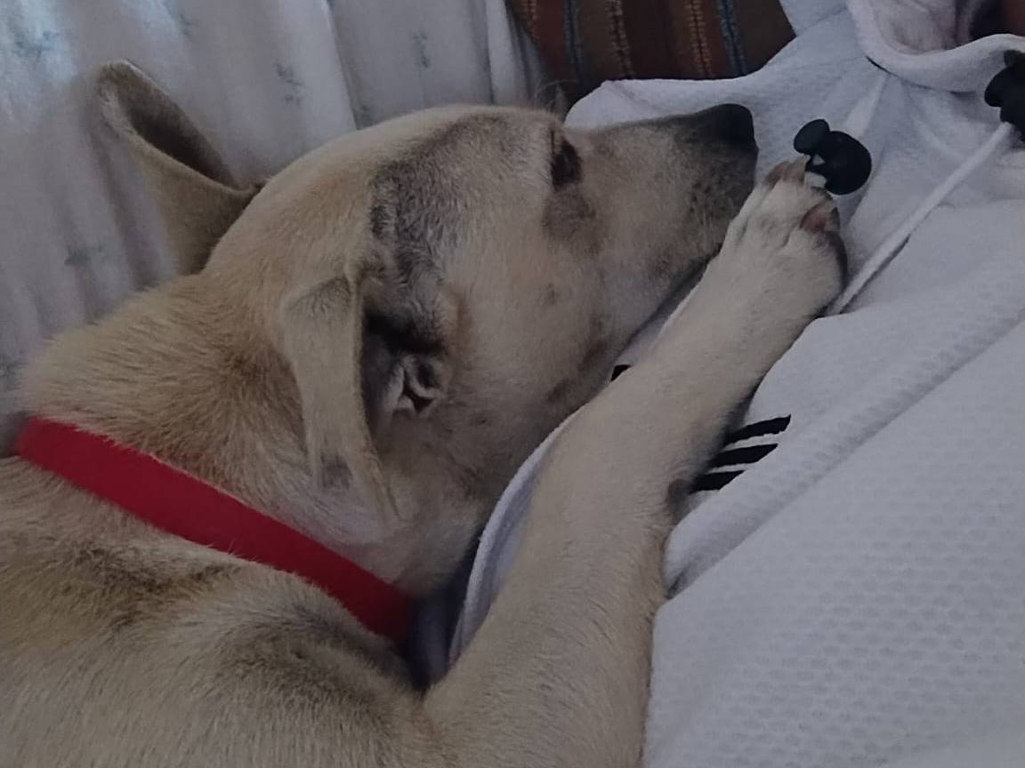 Vuoi adottare un cane a Catanzaro?