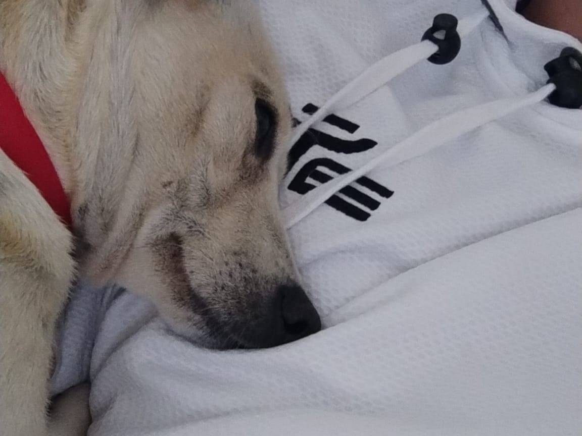 Adotta il cane Gea a Catanzaro