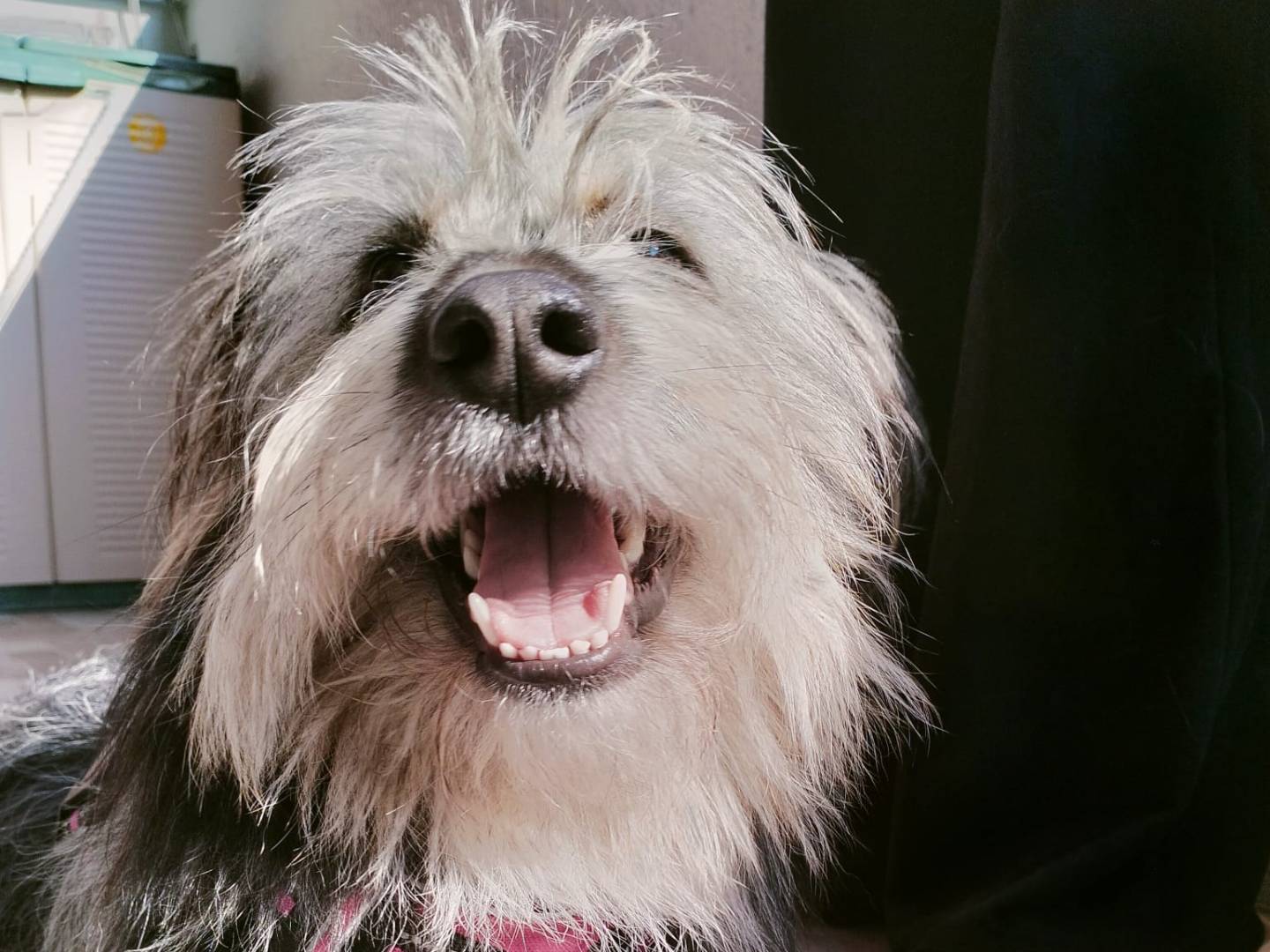 Adozione cane, femmina, Razza sconosciuta Razza sconosciuta, 1 anno e 11 mesi, taglia media contenuta, Milano