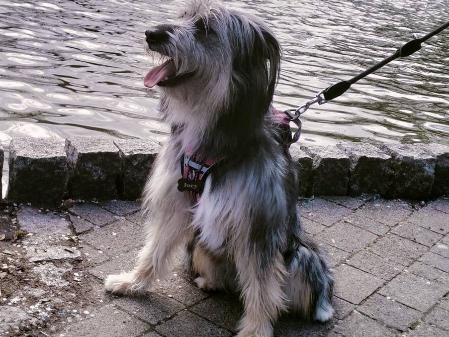 Adotta un cane, femmina, 1 anno e 11 mesi, Milano