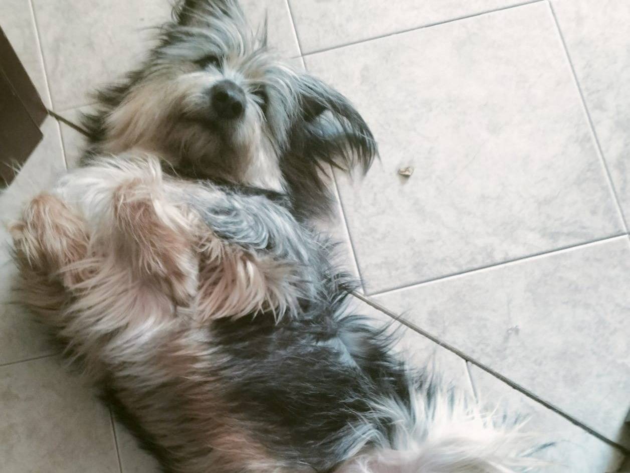 Adotta un cane, taglia media contenuta, femmina, Milano