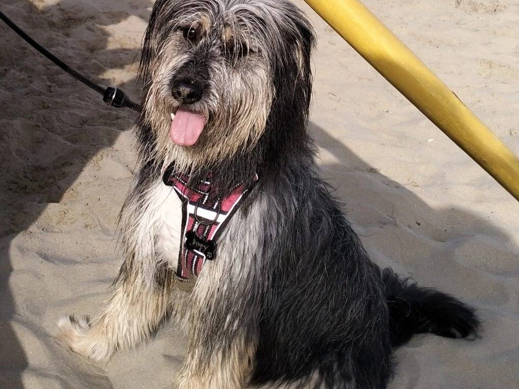 Vuoi adottare un cane a Milano?