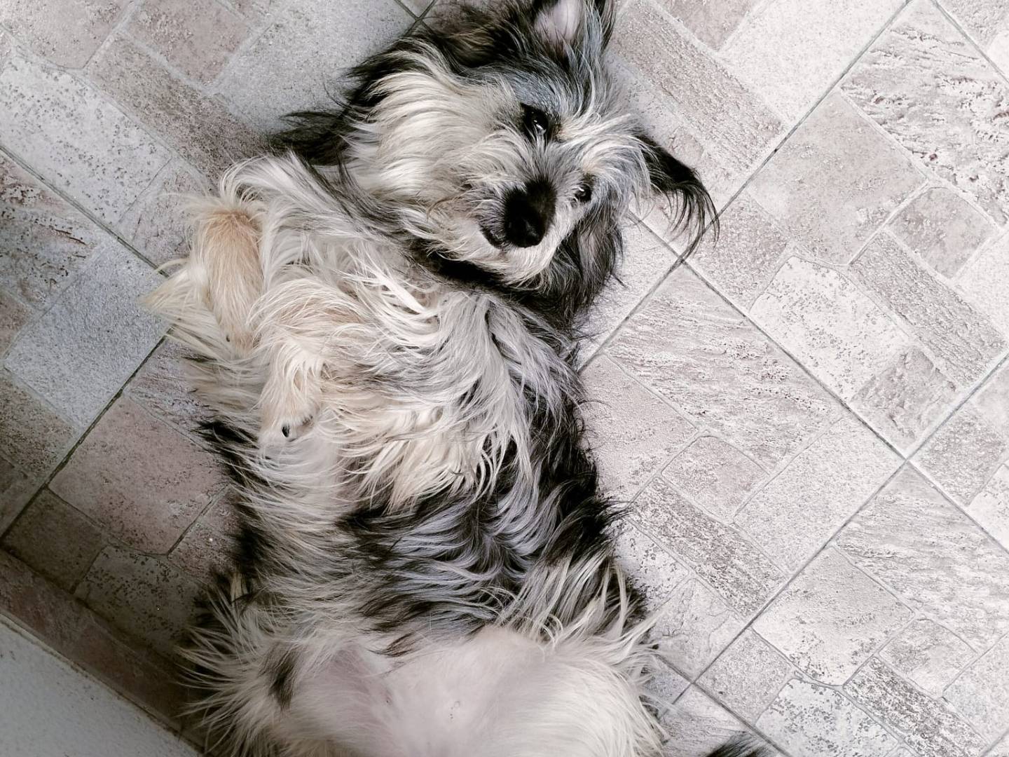 Adotta il cane JOY a Milano