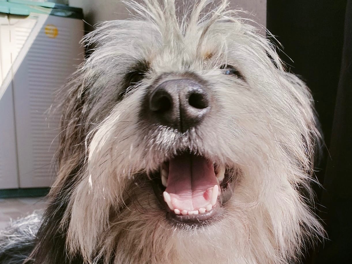 Adozione cane, femmina, Razza sconosciuta Razza sconosciuta, 1 anno e 11 mesi, taglia media contenuta, Milano