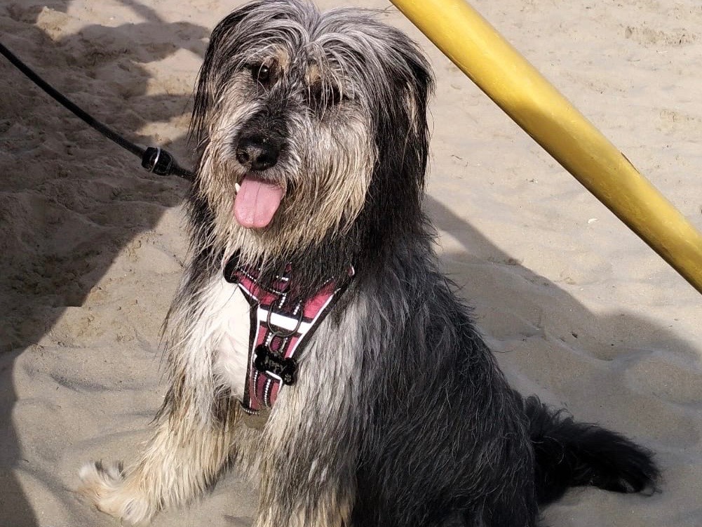 Adotta un cane, femmina, 1 anno e 11 mesi, Milano