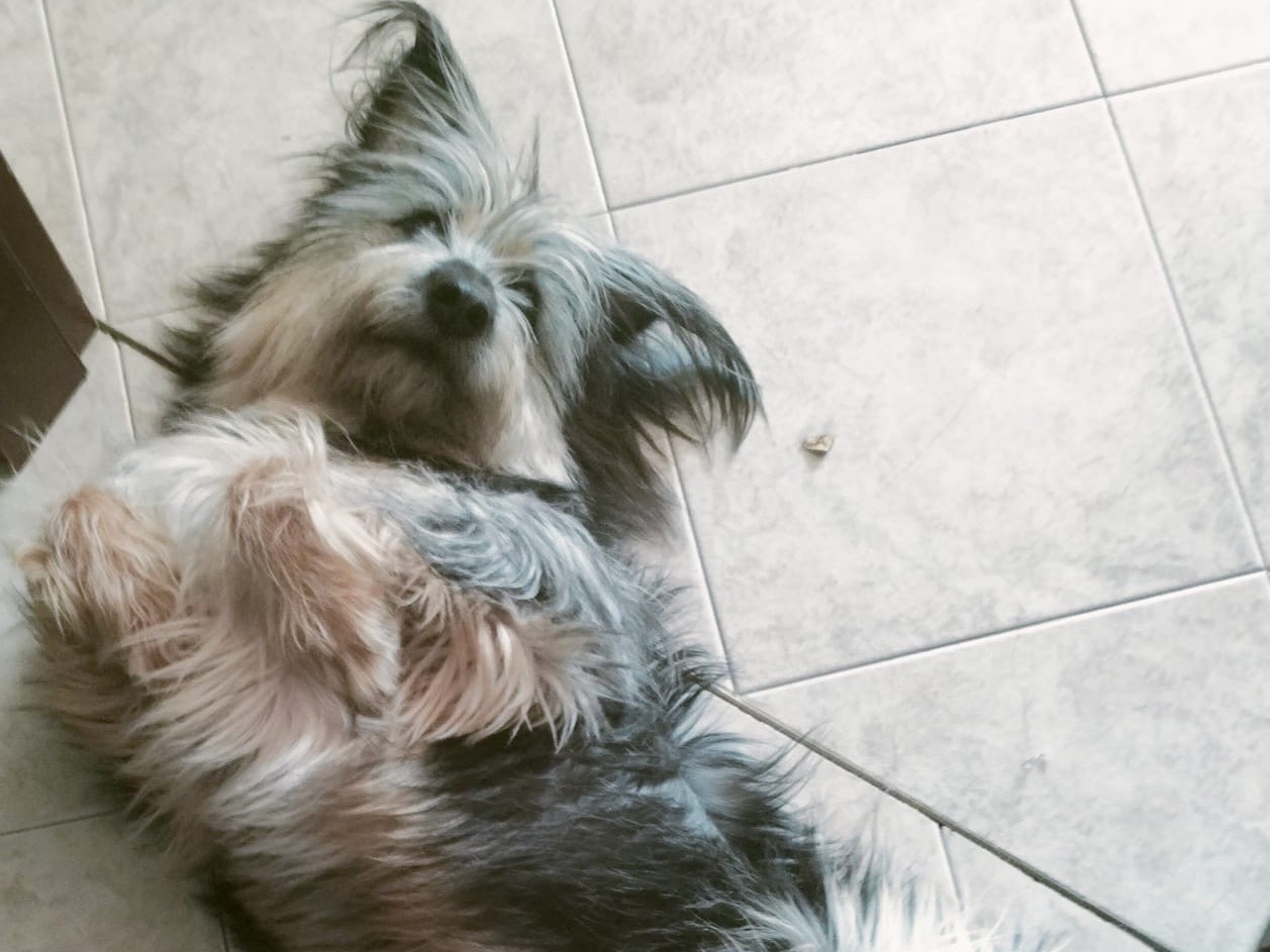 Adotta un cane, taglia media contenuta, femmina, Milano
