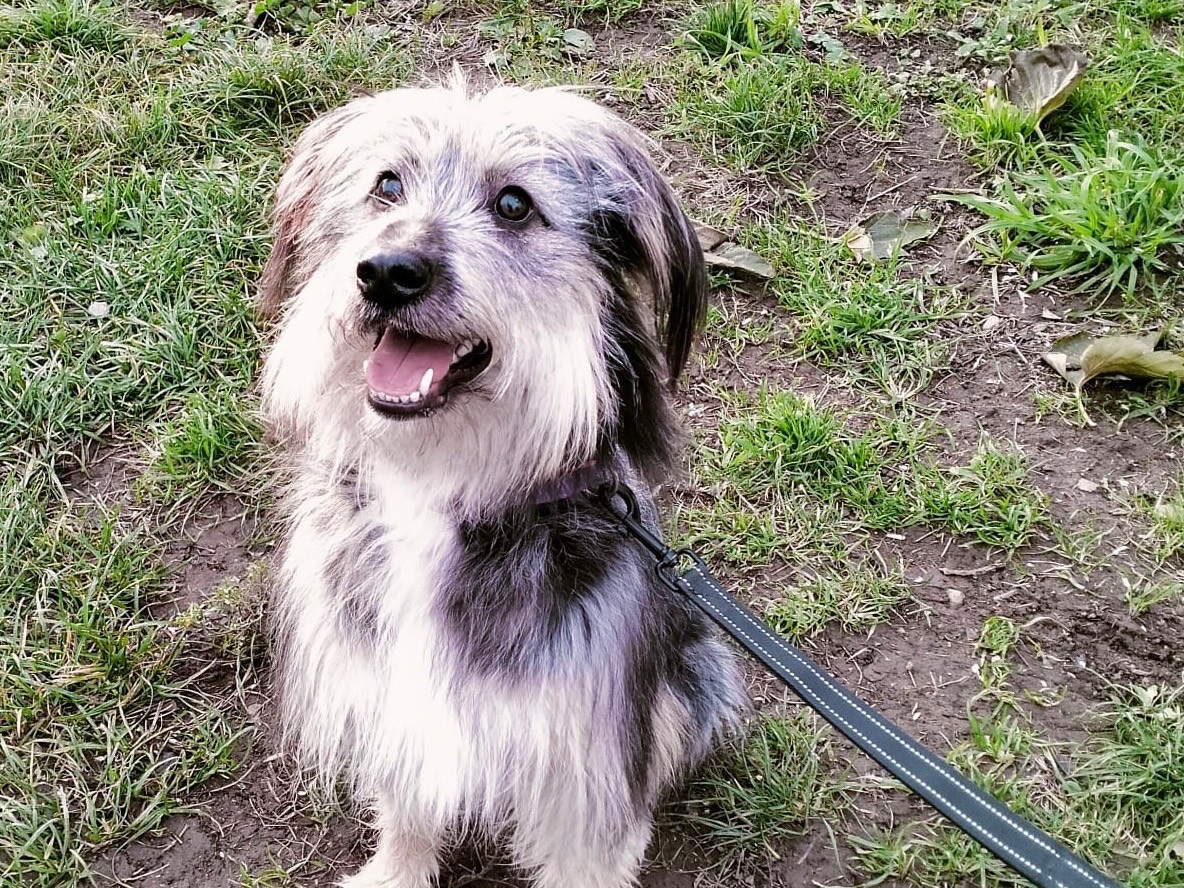 Vuoi adottare un cane a Milano?
